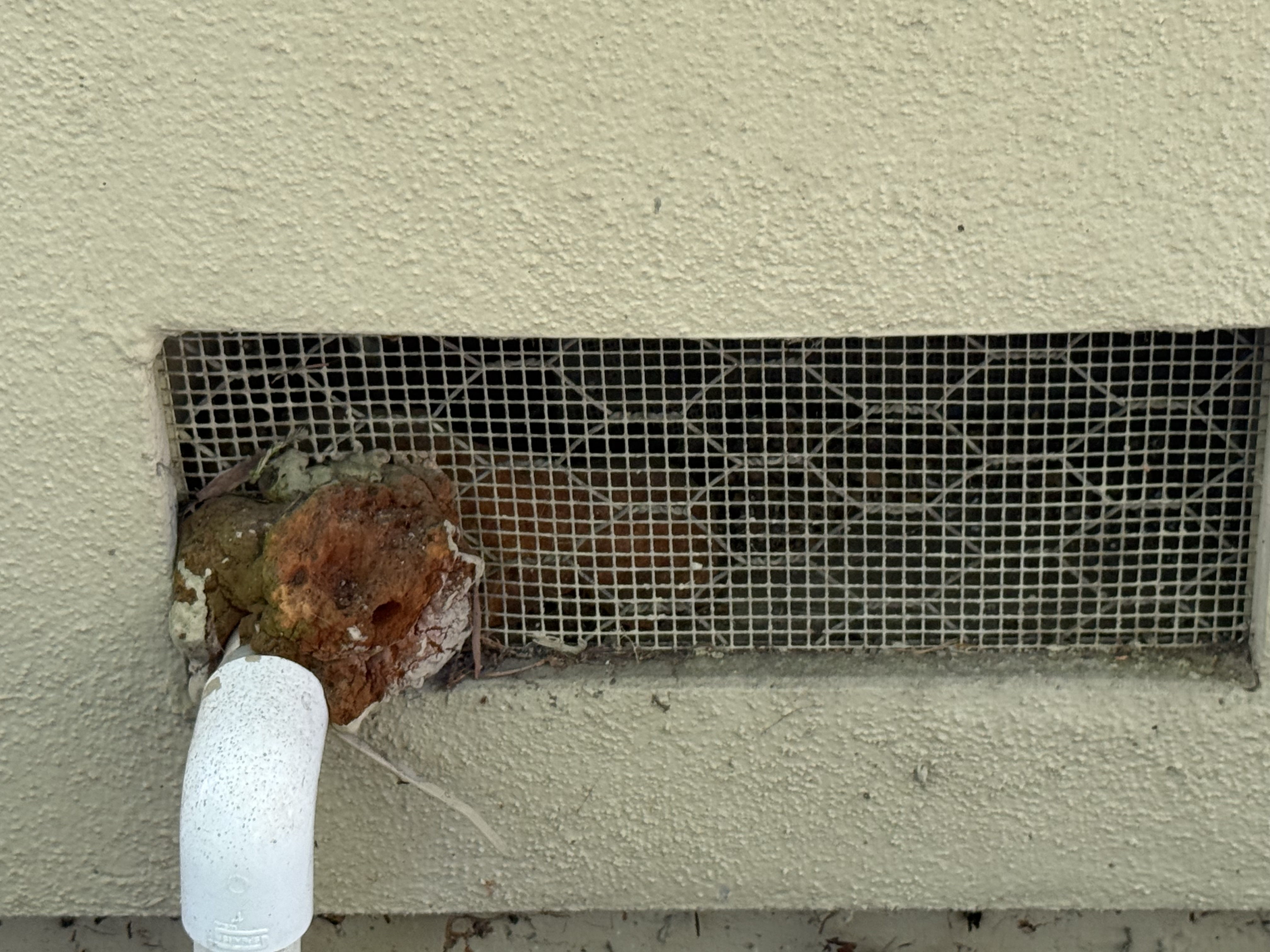 Before: corroded foundation vent screen with gaps and debris accumulation